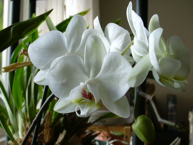 Phalaenopsis_Blooms